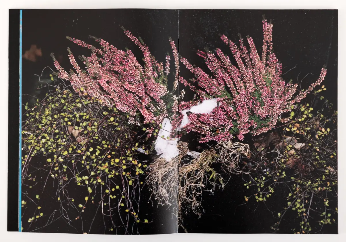 Pink heather plants with long flowering spikes against a black backdrop across a two-page spread.