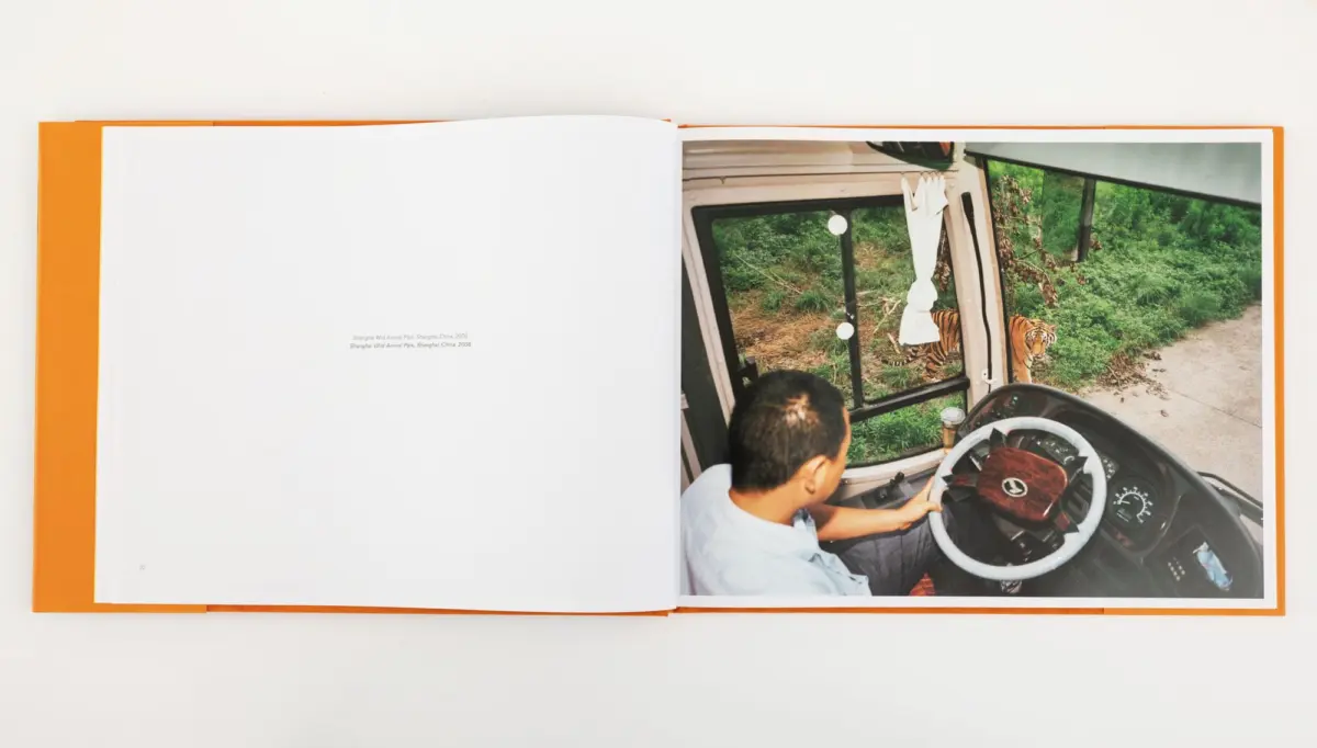Safari vehicle driver drives along a dirt path as a tiger stands outside the window.