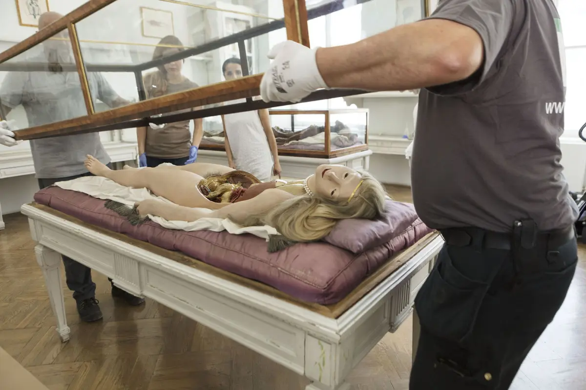 Anatomical mannequin on padded table with exposed organs; workers wearing gloves move a long glass display cabinet in a museum.