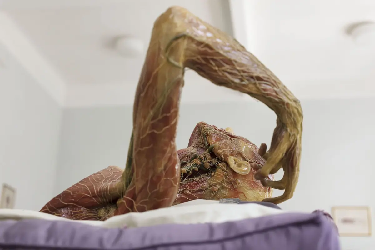 Dried meat sculpture looped into a circular shape, suspended over a bed in a bright room.