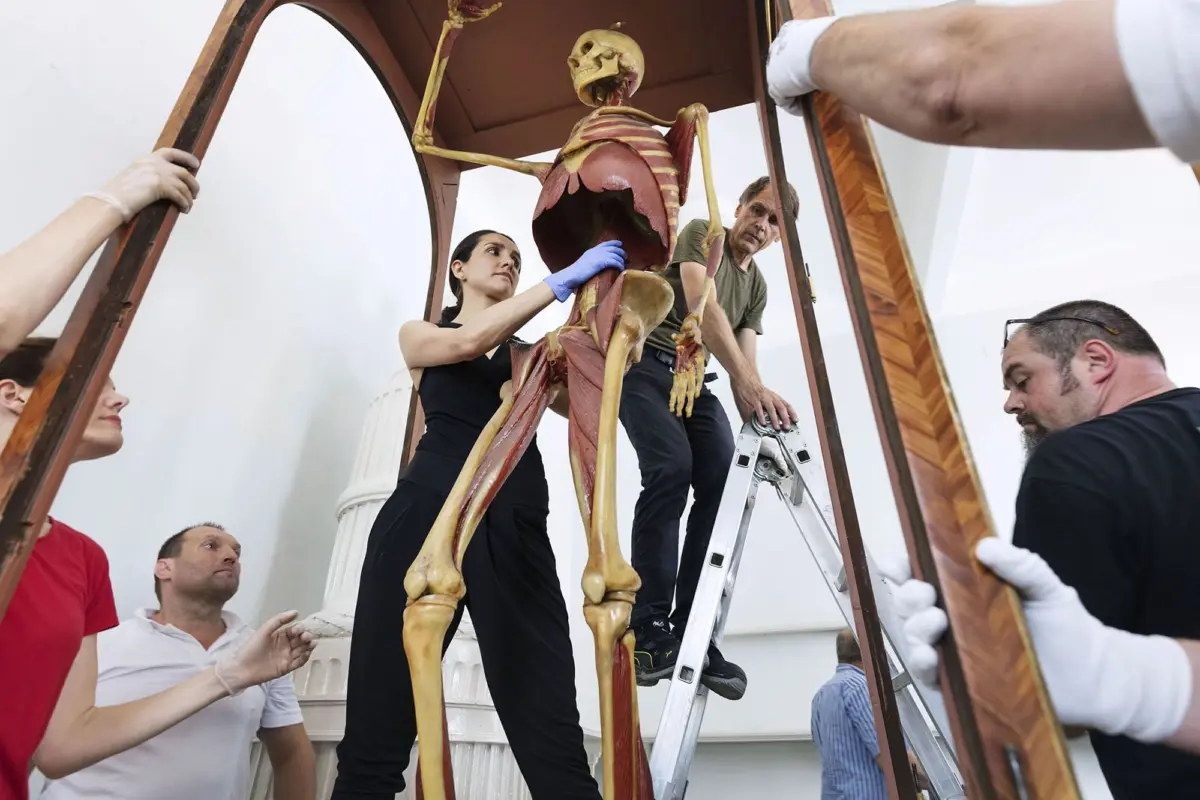 Team members assemble a life-size human skeleton model on a curved arch frame indoors.
