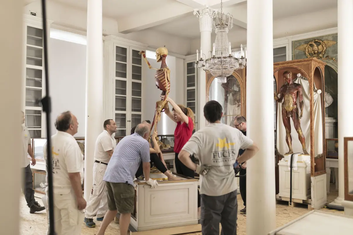 Team members lift a life-size human anatomy model showing muscles and skeleton in a classical museum room with columns and a chandelier.