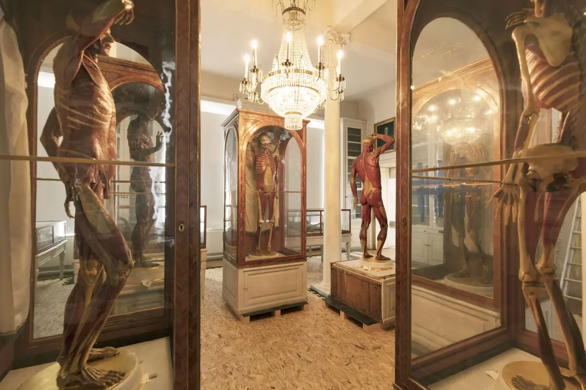 Full-body muscular anatomy mannequins on display in glass cases inside a museum gallery with a crystal chandelier.