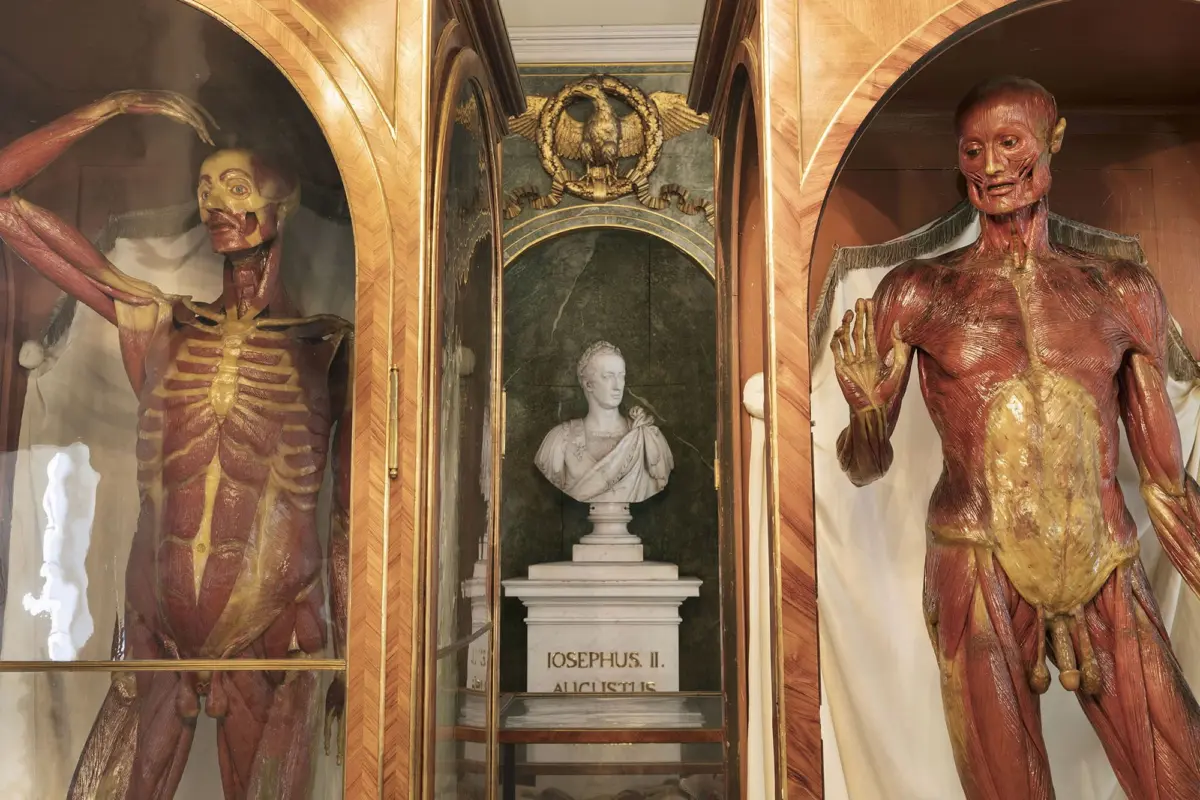 Two full-body anatomical figures with exposed musculature in ornate glass display cabinets, flanking a marble bust on a pedestal in a museum.