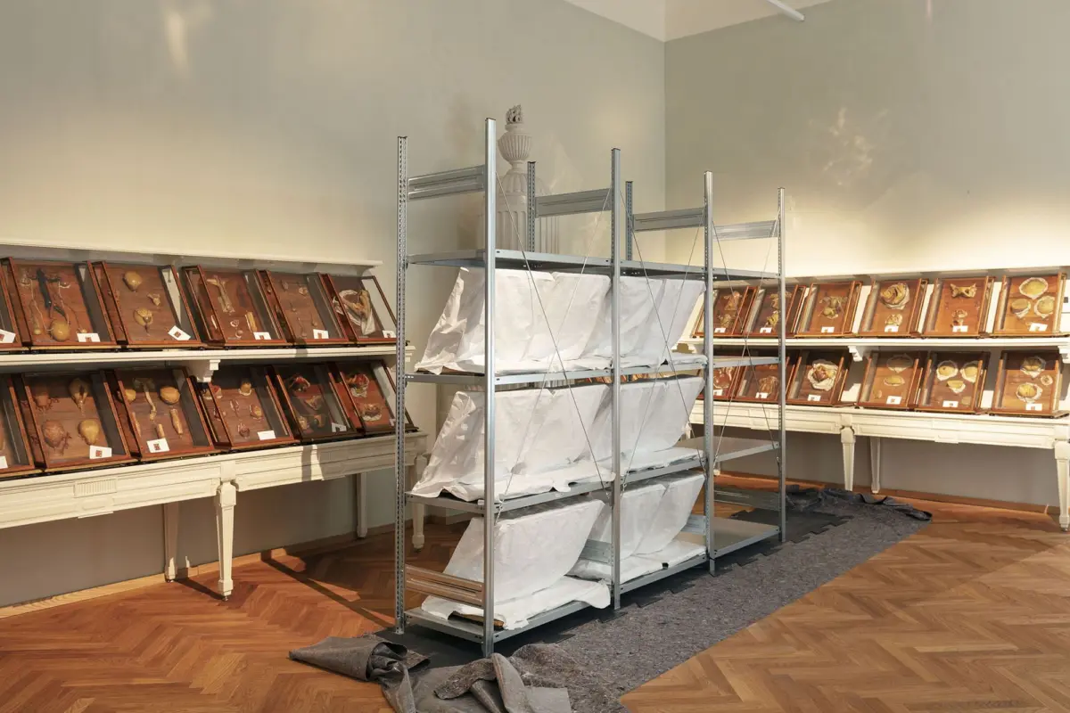 Museum room with framed anatomical specimens on shelves, a metal shelving unit with white-wrapped boxes, and a decorative urn.