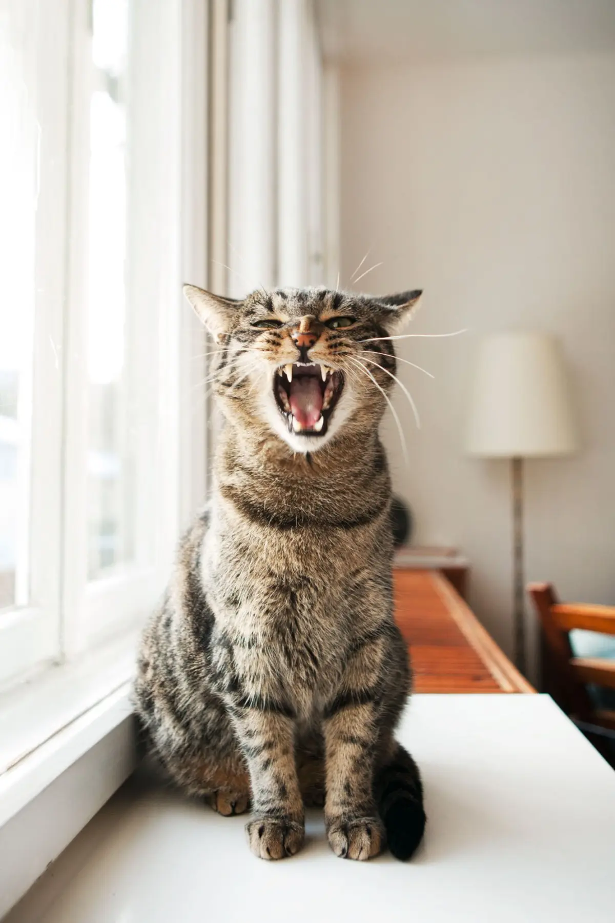 Tabby cat yawning on a sunlit windowsill beside a window.