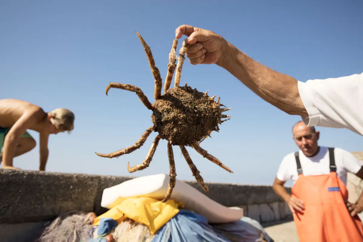 Hand holding a large spiny sea urchin above a pile of gear on a sunny beach.