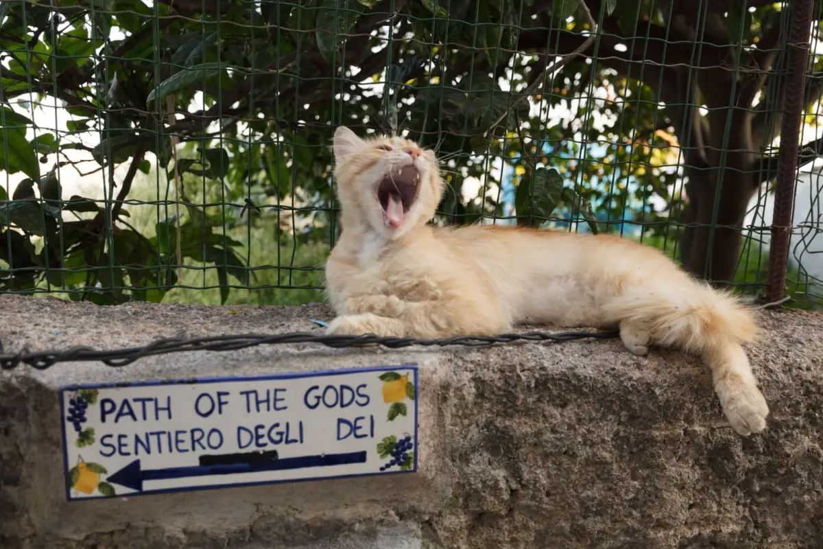 Orange tabby cat yawns while lounging on a concrete ledge behind a green wire fence.