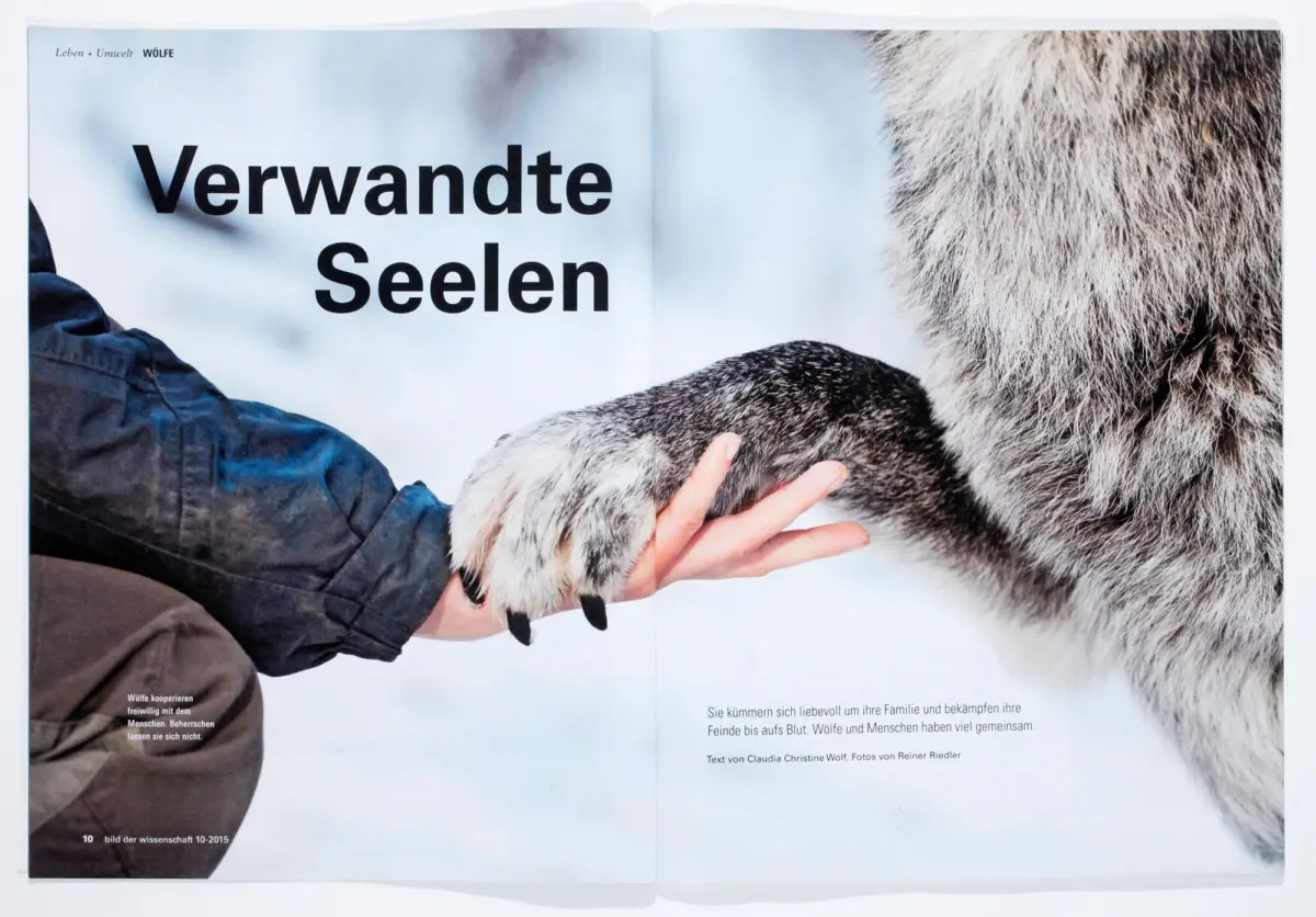 Two-page spread showing a person stroking a gray wolf; bold German title "Verwandte Seelen" spans the pages.
