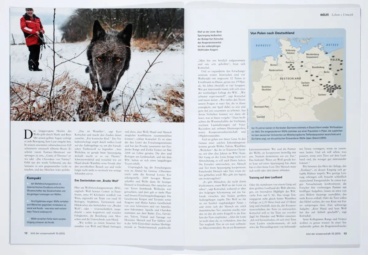 Gray wolf in snowy field foreground; person in red jacket in background; right page features a map of Europe.