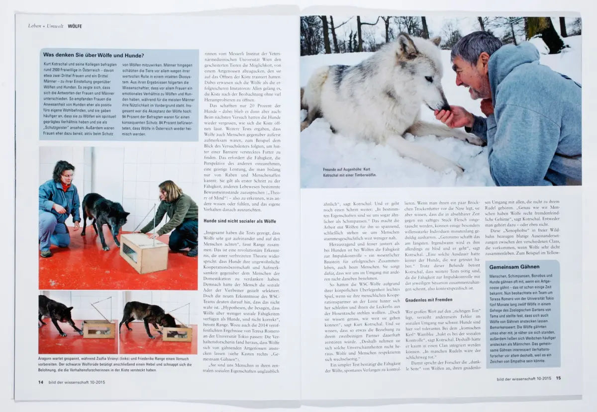 Man in a gray hoodie reaching toward a timber wolf in a snowy forest; two-page magazine spread.