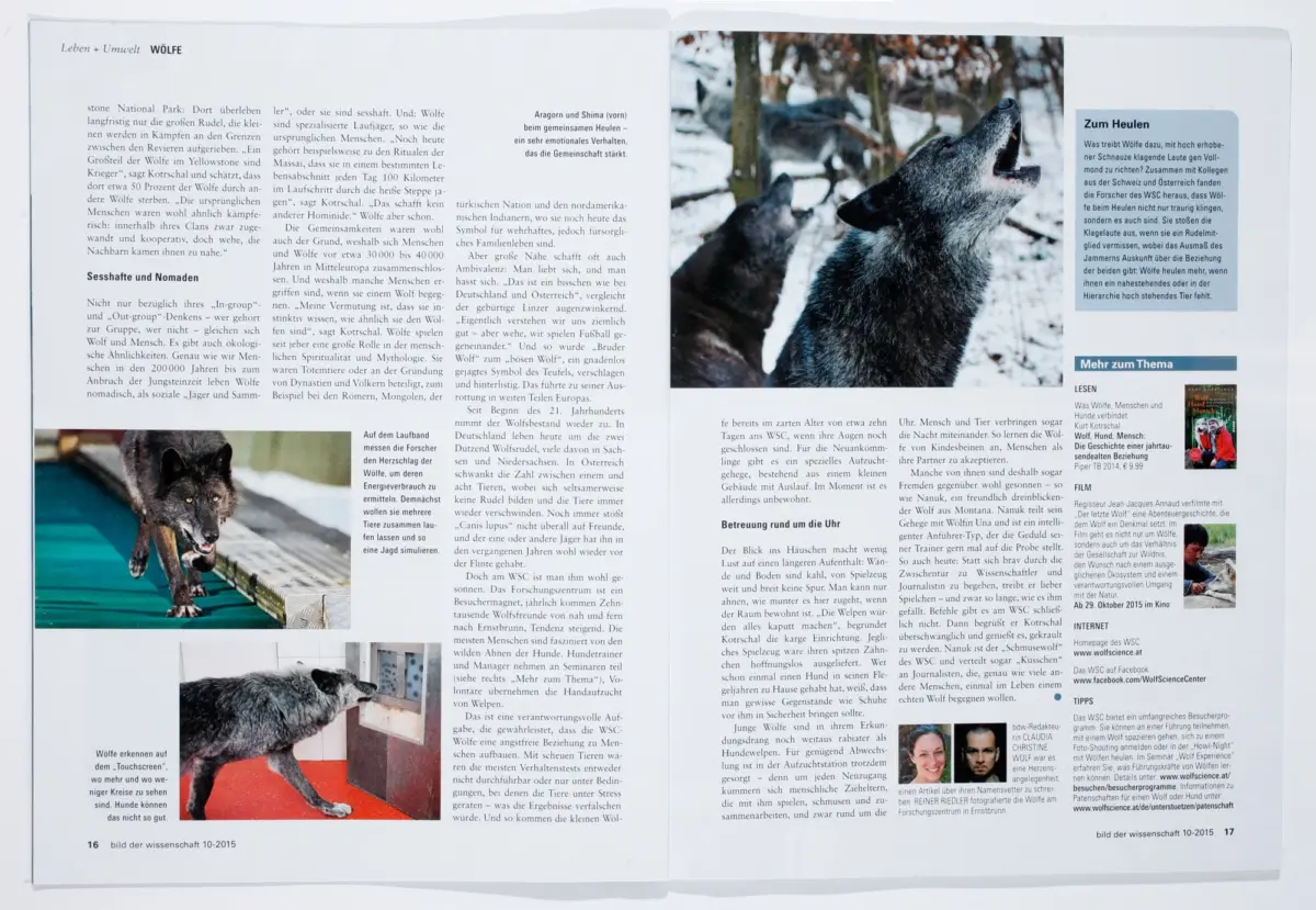 Two-page magazine spread showing two gray wolves; one howling in a snowy forest, with text panels.