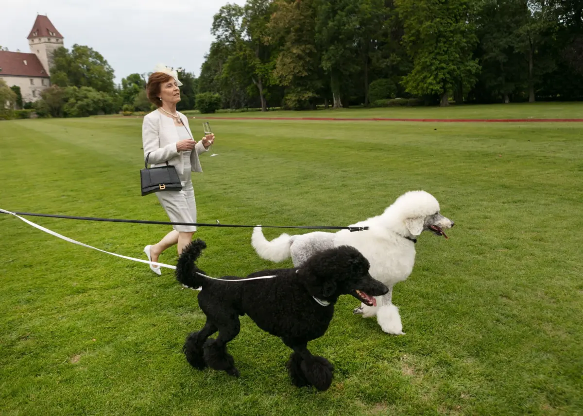 Older person in a cream suit and hat walks two standard poodles on leashes across a park lawn, champagne flute in hand, with a castle in the background.