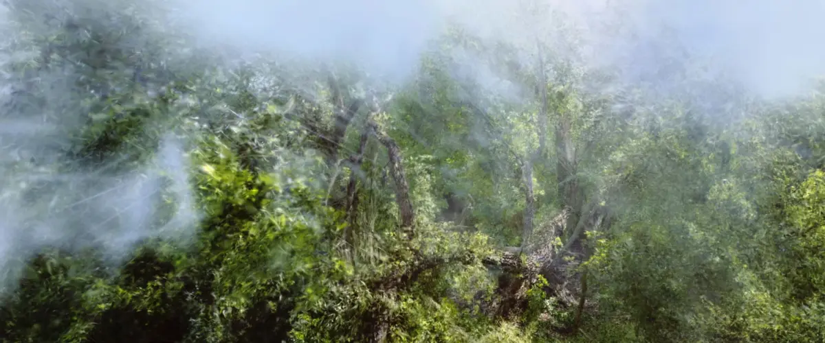Dense green forest veiled in pale fog, with trees and undergrowth visible through the haze