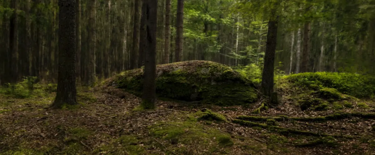 Moss-covered boulder in a dim forest, surrounded by tall trees and lush undergrowth.