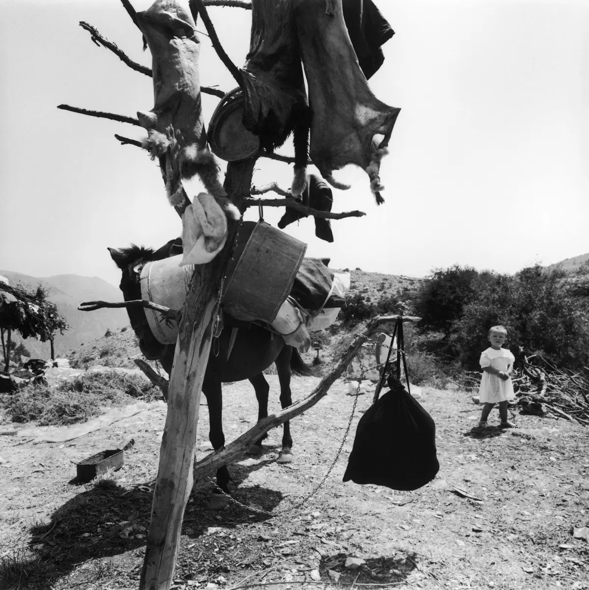 Donkey loaded with sacks and buckets tied to a tree in a dry, hilly rural landscape; child in white dress stands nearby.