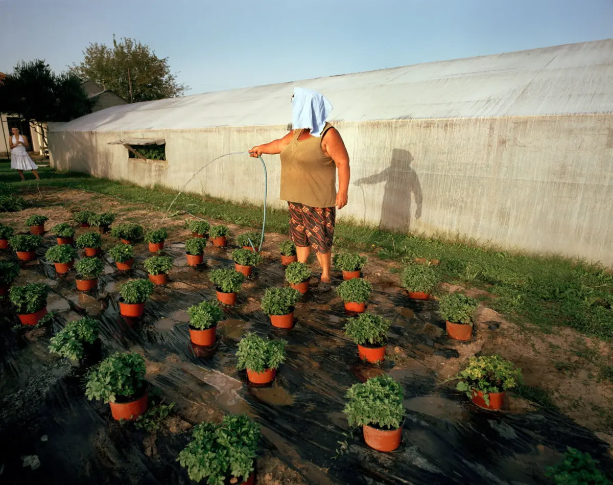 Person watering potted shrubs with a hose in a garden beside a long white greenhouse.