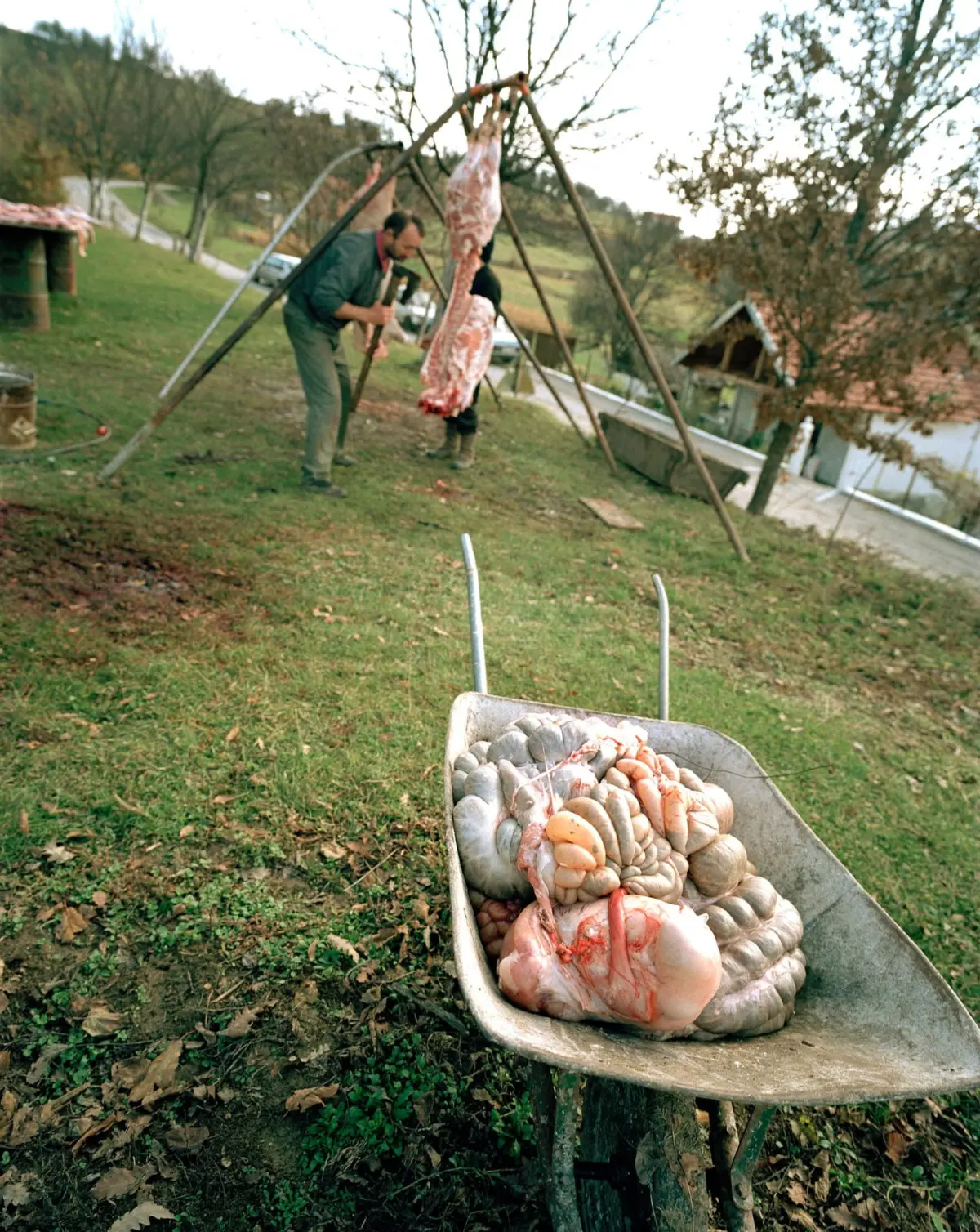 Adult person butchering meat outdoors, carcass hung from a wooden tripod, wheelbarrow of meat pieces nearby in a rural yard.