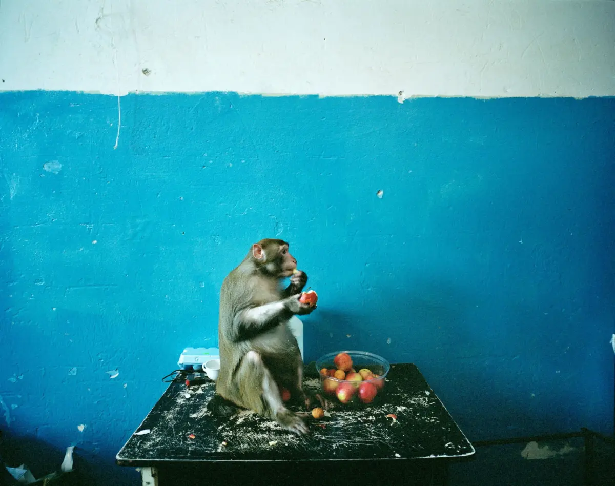 Rhesus macaque sits on a black table, eating apples from a bowl against a two-tone blue wall.