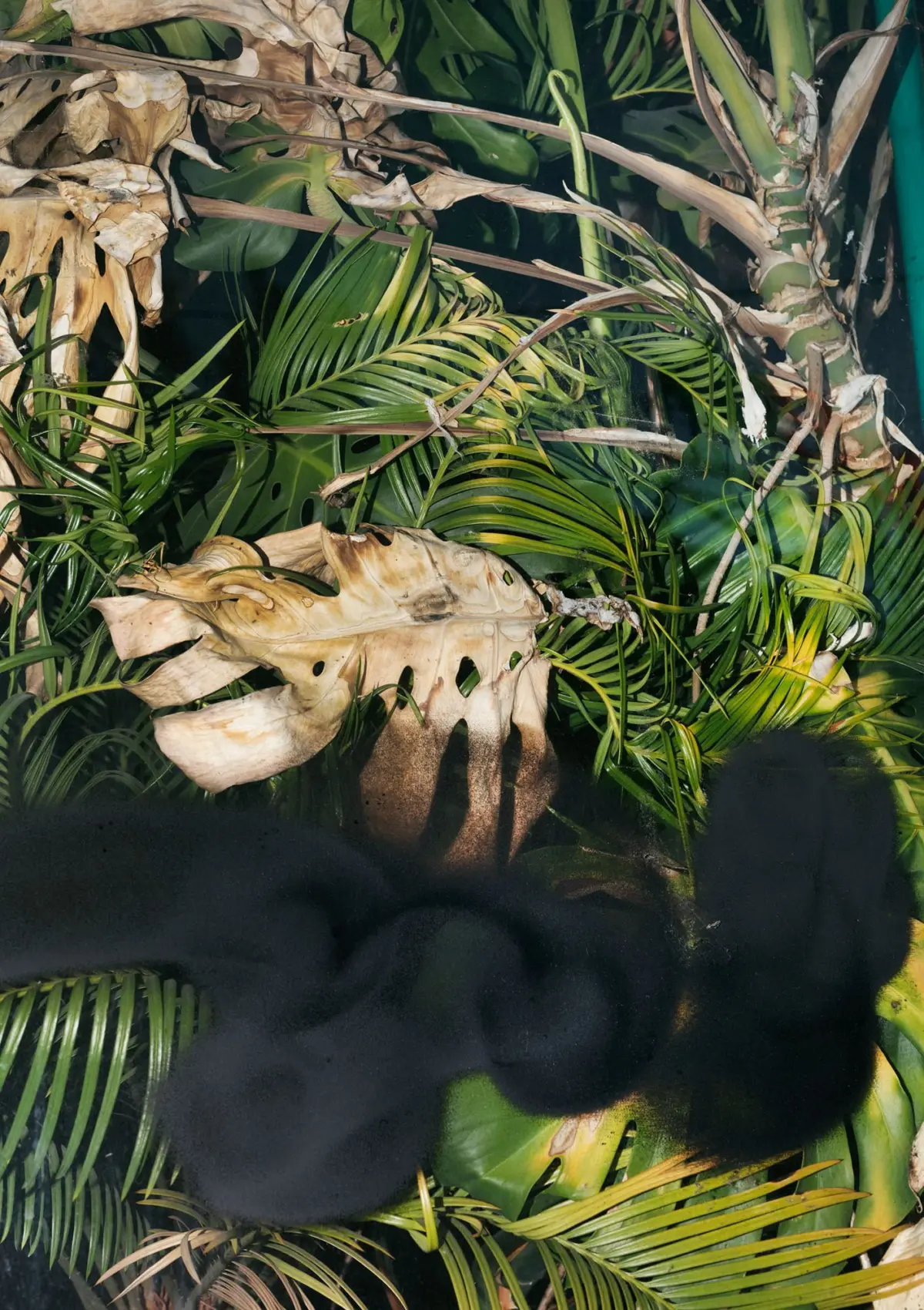 Dense tropical foliage of green palm fronds with dried brown leaves and tangled stems against a dark background.