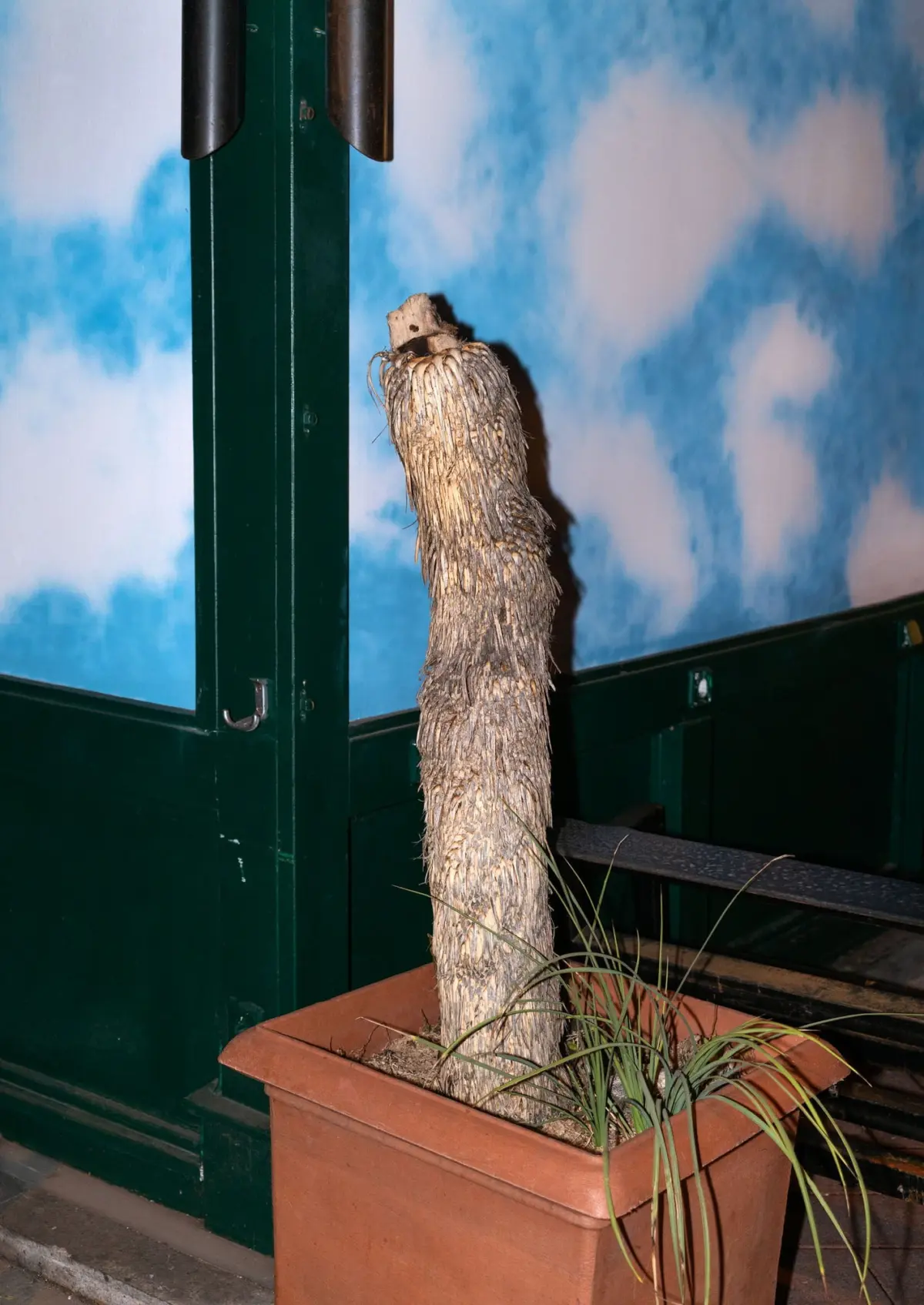 Tall weathered palm trunk in a terracotta planter beside a green wall and blue-sky backdrop indoors.