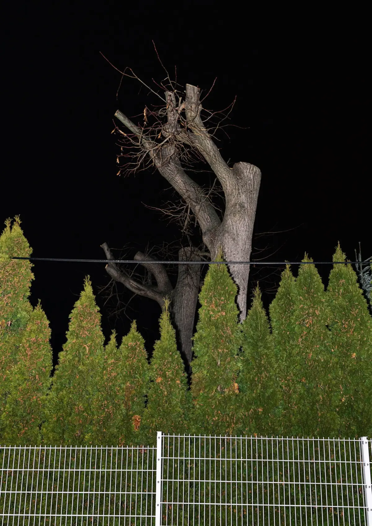 Nighttime scene of a large, leafless deciduous tree with a forked trunk behind evergreen shrubs and a white metal fence.