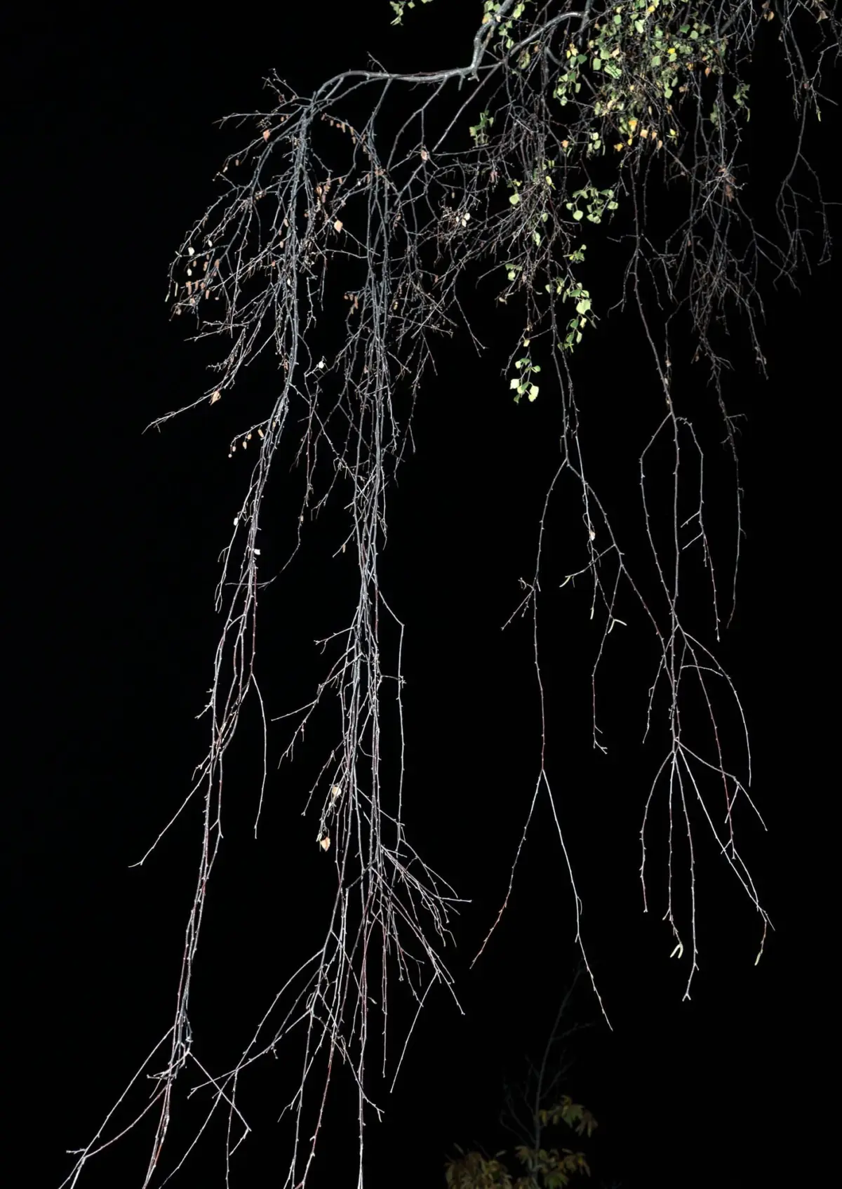 Bare tree branches dangling downward against a dark night sky, with a few green leaves near the top.