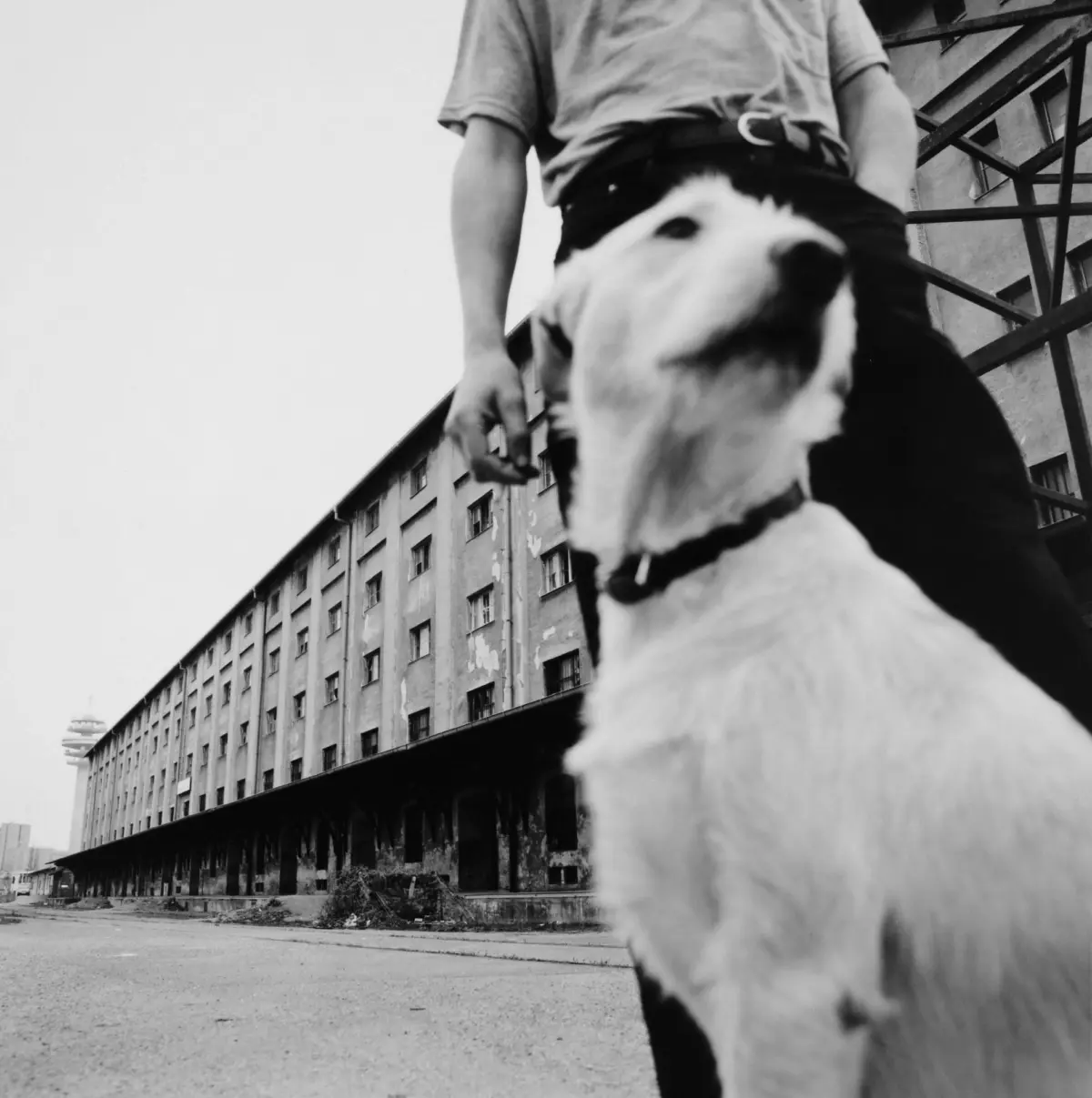 Close-up of a black-and-white dog in foreground on an urban street with a tall, weathered apartment building in the background.