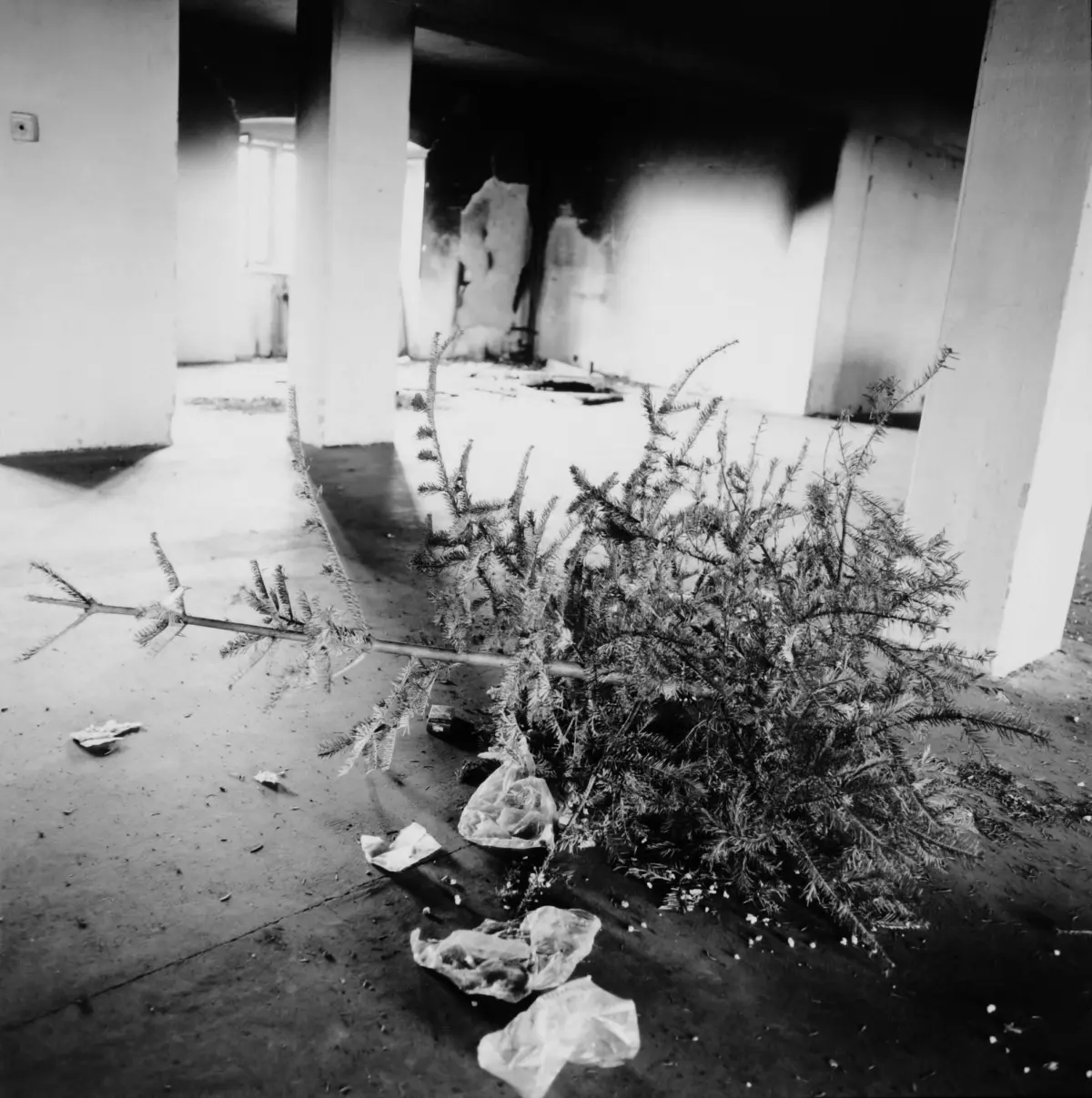 Black-and-white interior of an abandoned building with concrete pillars, scattered trash, and a conifer shrub in the foreground.