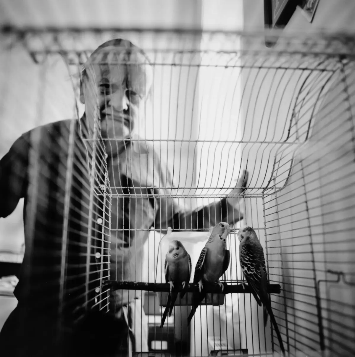 Person beside a metal birdcage containing budgerigars indoors.