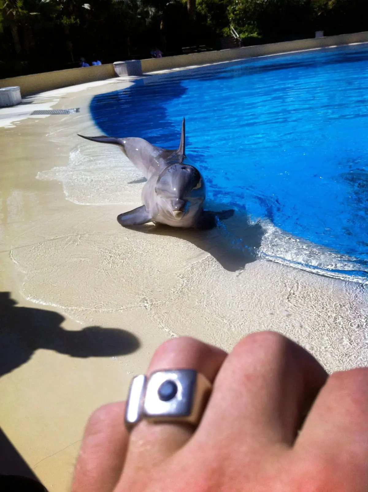 Dolphin on pool deck at a marine park, facing camera with tail fin up, beside blue pool.