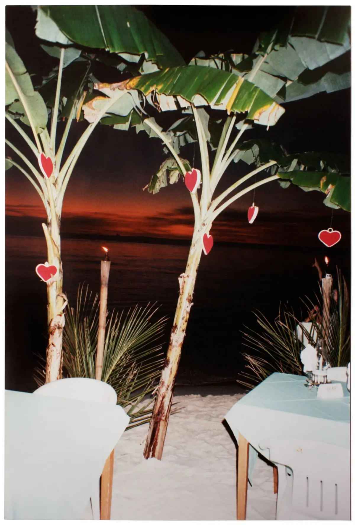 Banana trees on a sandy beach at sunset, with red heart decorations hanging from their trunks.