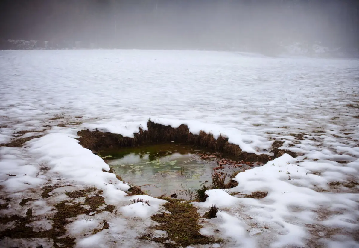 Snow-covered field with a small greenish pond in the foreground; foggy horizon and distant trees.