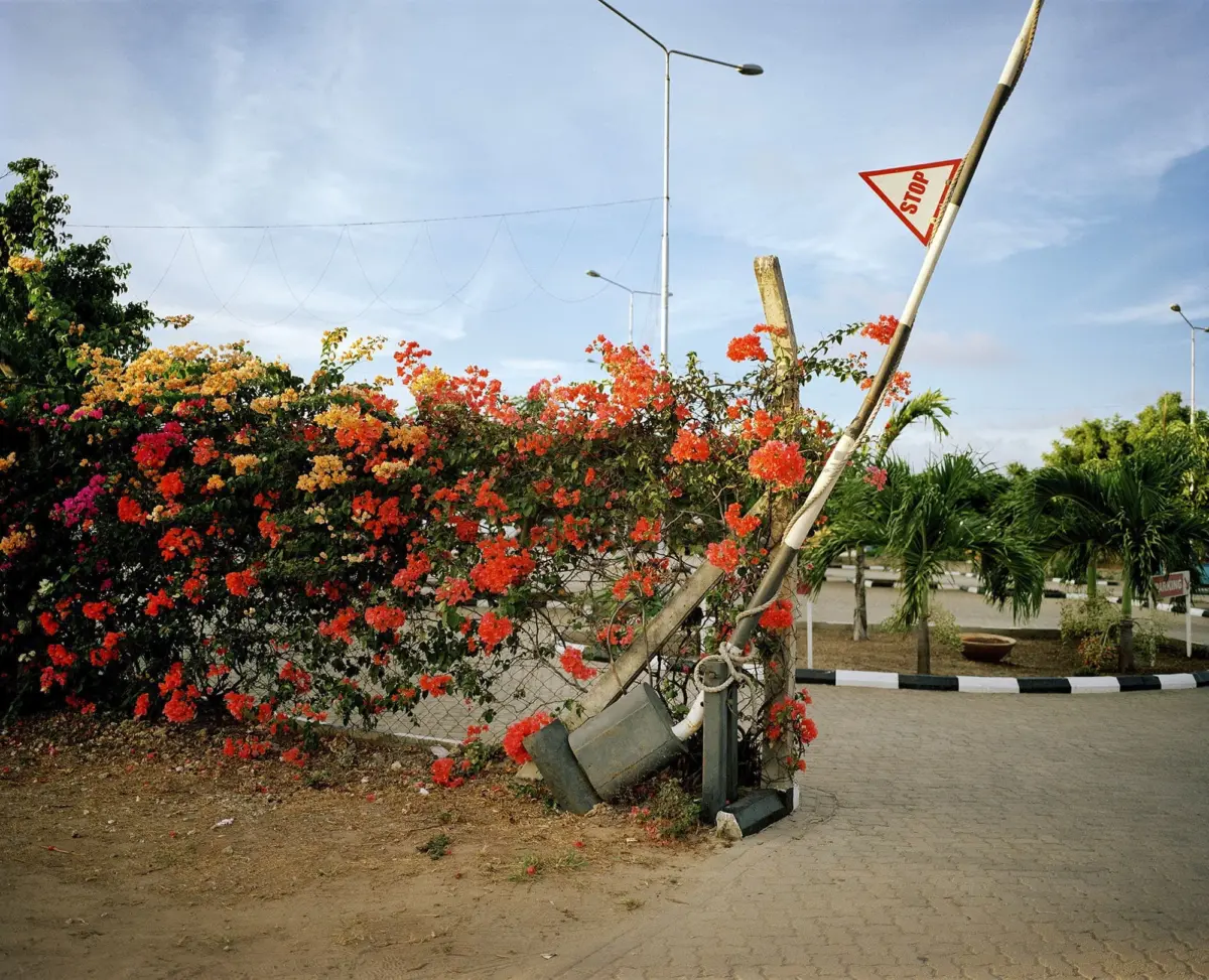 Slanted stop sign on a bent pole beside a bougainvillea hedge along a paved roundabout.
