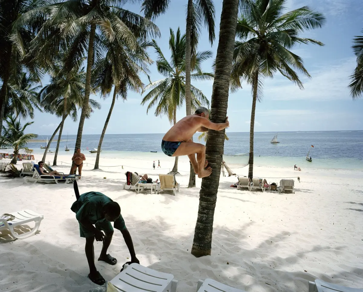 Adult climbs a palm tree on a sunny tropical beach, with lounge chairs and sea in the background.