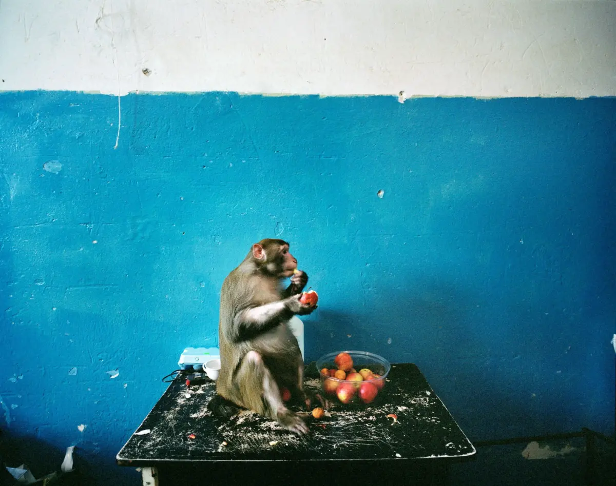 Macaque monkey on a black table against a blue-and-white wall, holding and eating fruit near a bowl of apples.
