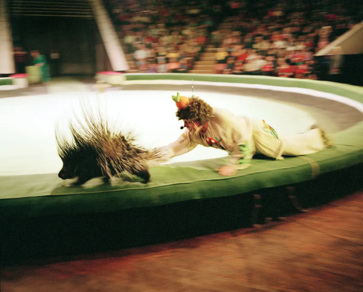 Circus performer in beige with feathered headpiece lunges toward a dark shaggy animal in a circus ring; seated audience watches.