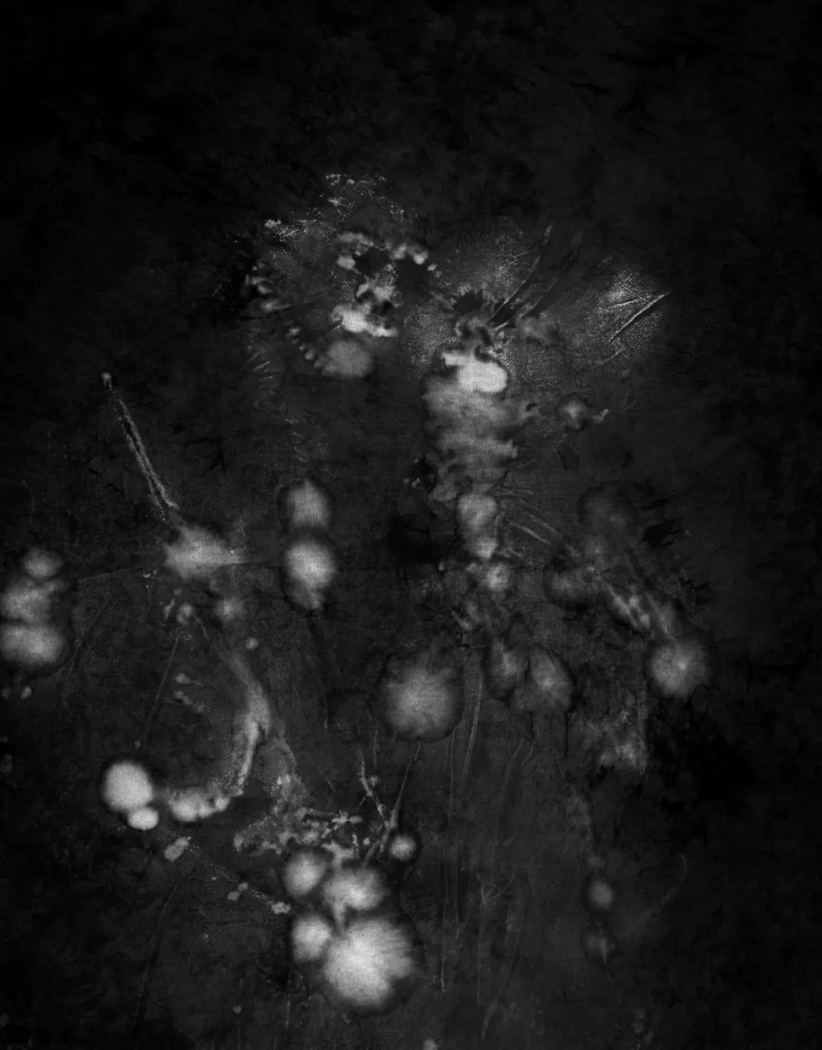 Abstract grayscale image of fluffy white seed heads on thin stems against a dark textured background.