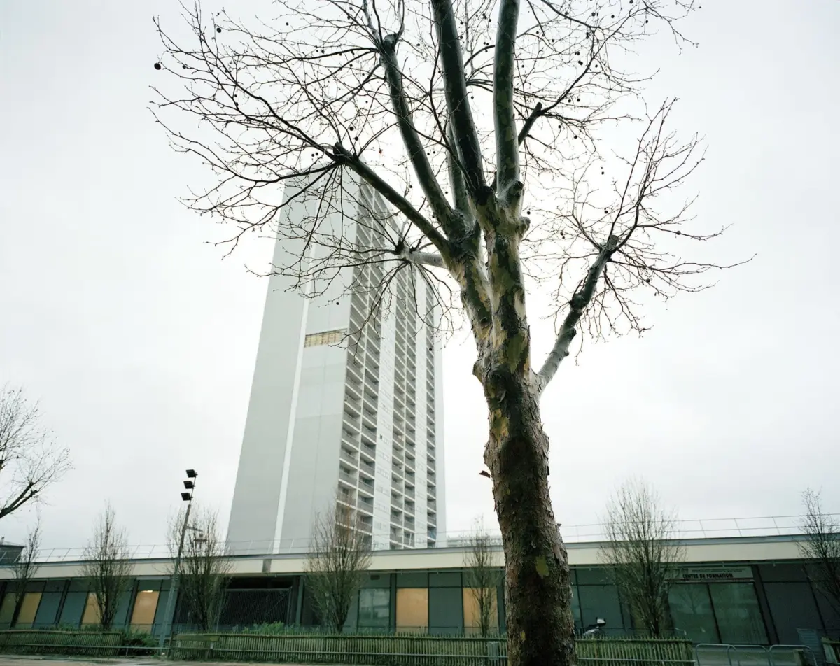 Bare deciduous tree with multiple trunks in foreground; tall modern high-rise behind on an urban street.