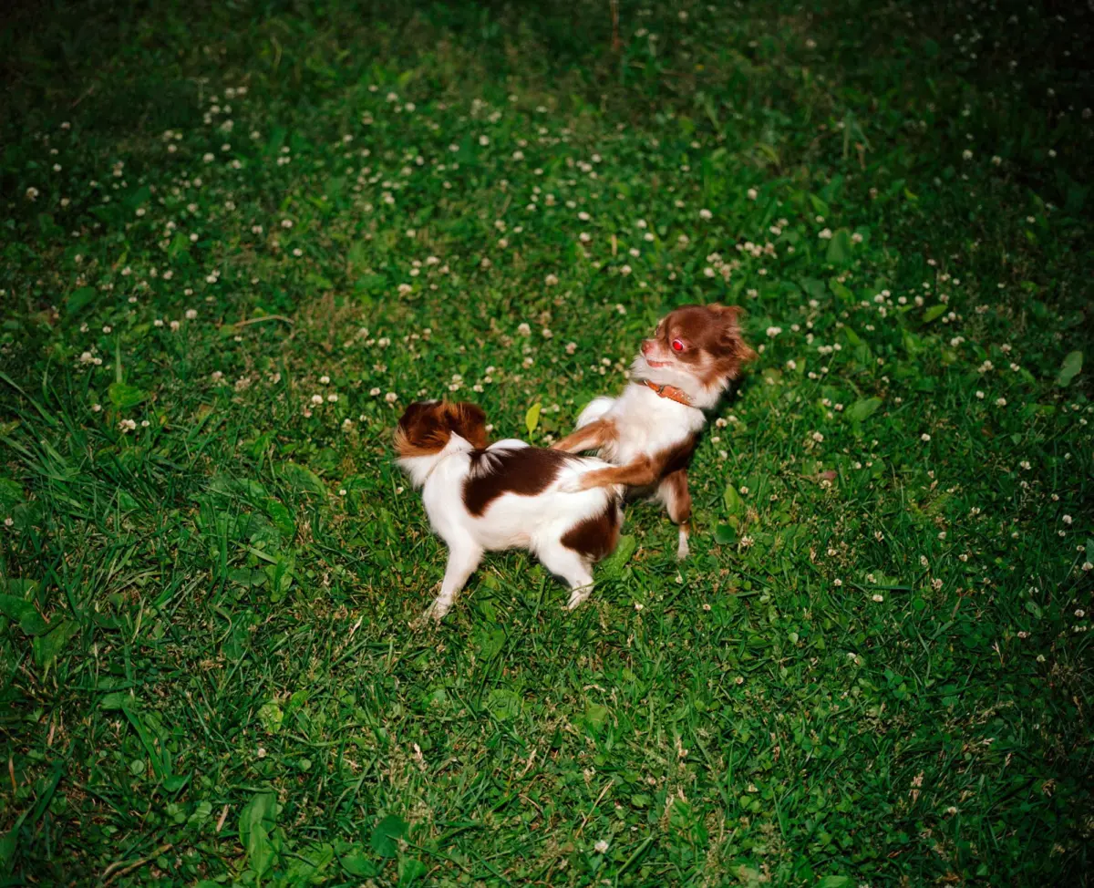 Two Cavalier King Charles Spaniel dogs playfully wrestle in a grassy field dotted with white clover flowers.