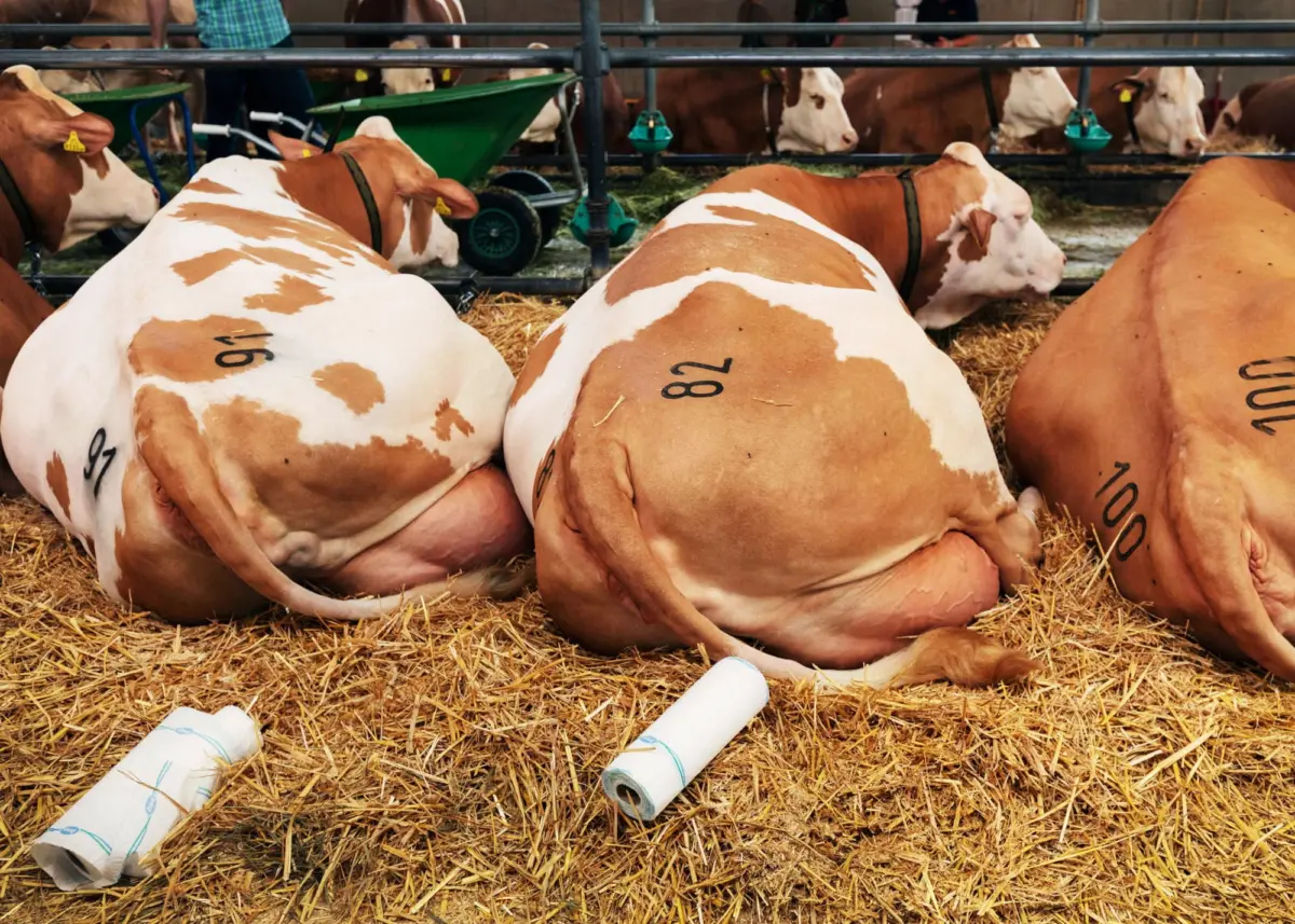 Brown-and-white dairy cows lying down in a straw-filled barn stall with metal rails and feeding troughs in view.