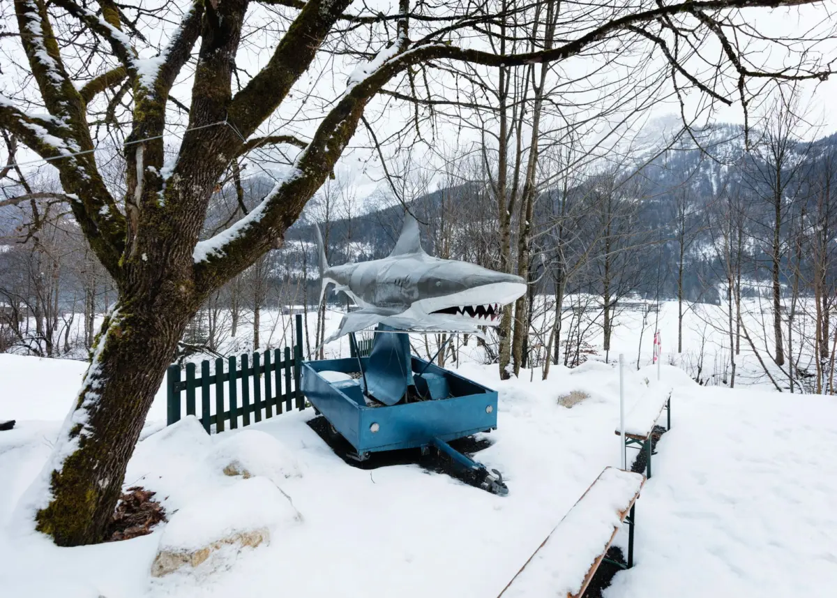 Metal shark sculpture mounted on a blue trailer in a snowy yard, with bare trees, a wooden fence, and distant mountains.