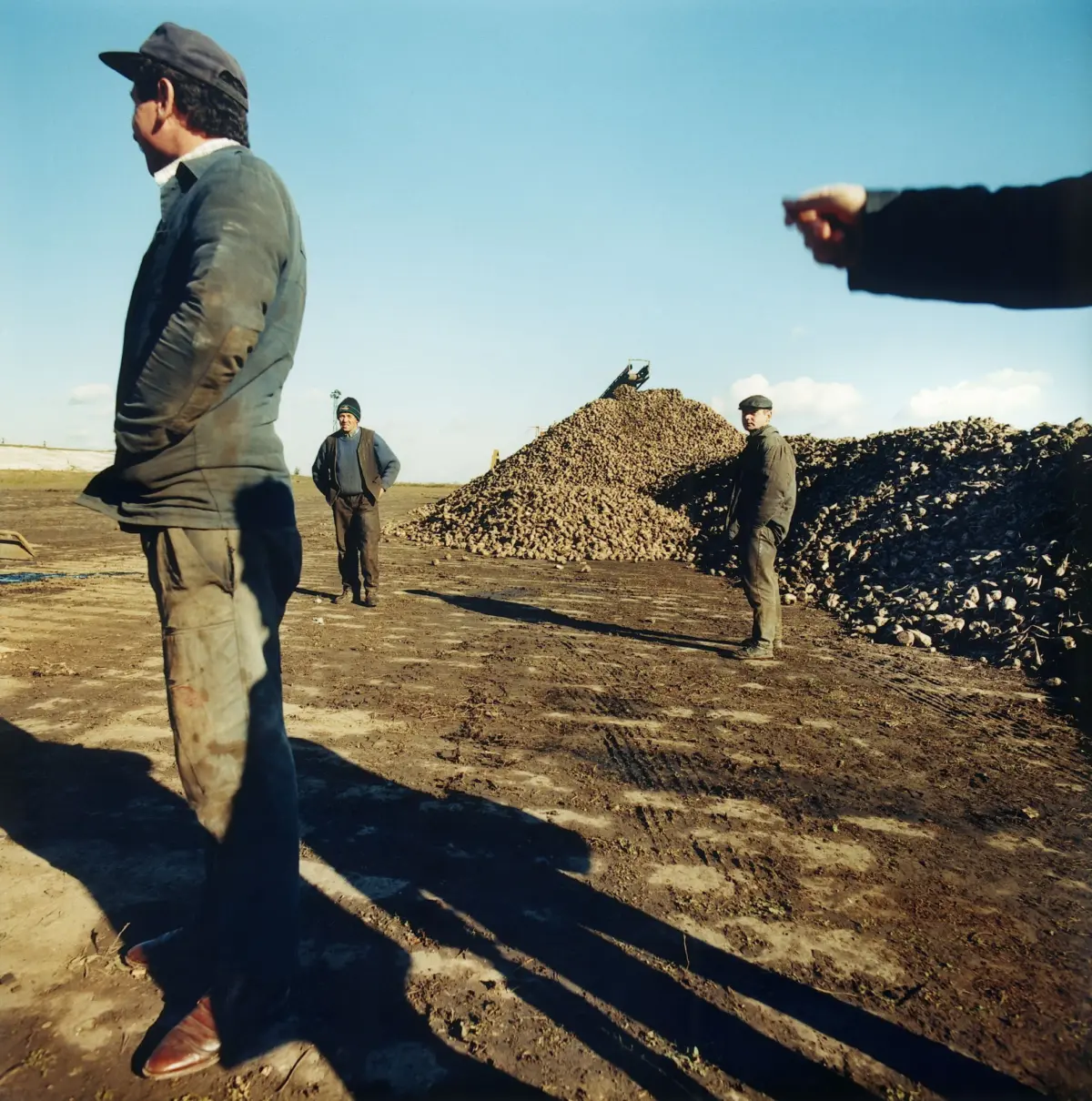 Sugar beet harvest near Bucac