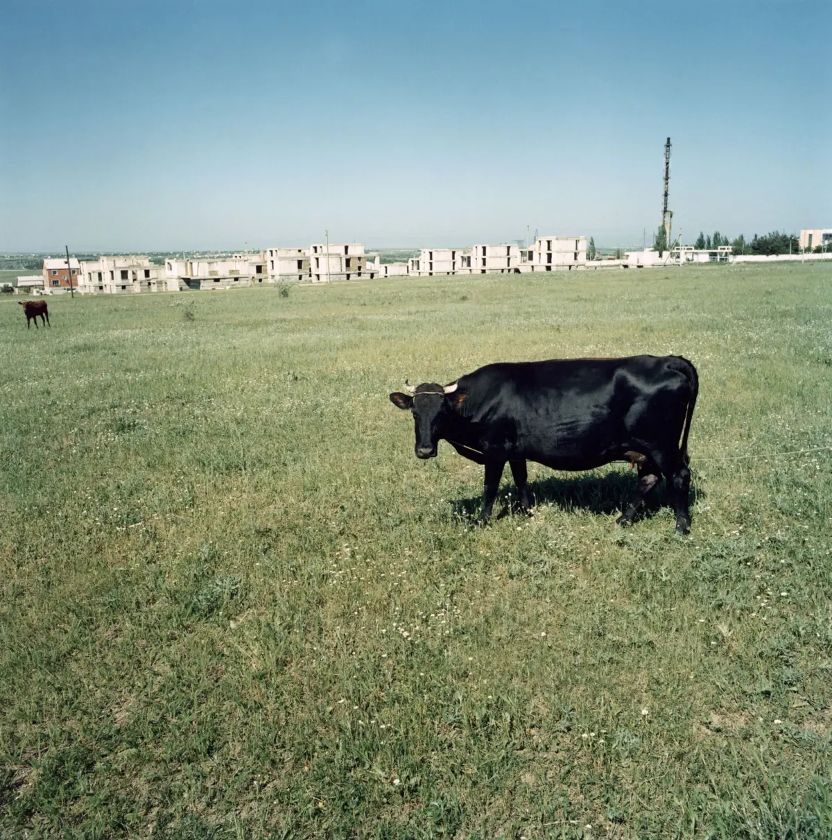 A cow in the pasture near Feodosija in the Crimea