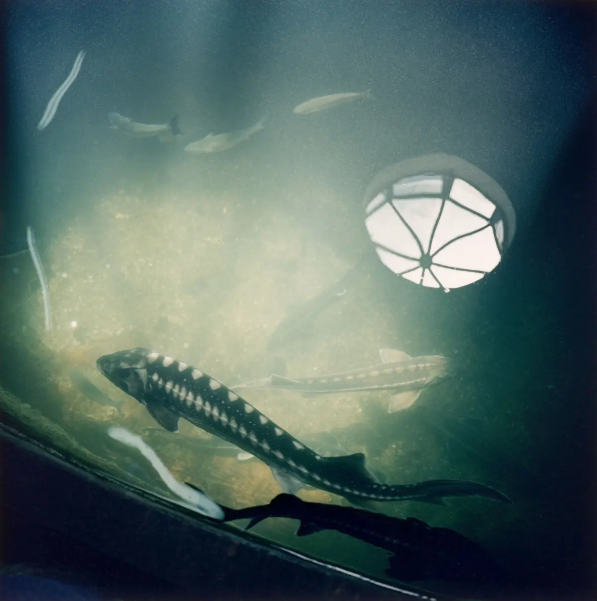 Sturgeons in the "aquarium" in Sevastopol/ Crimea