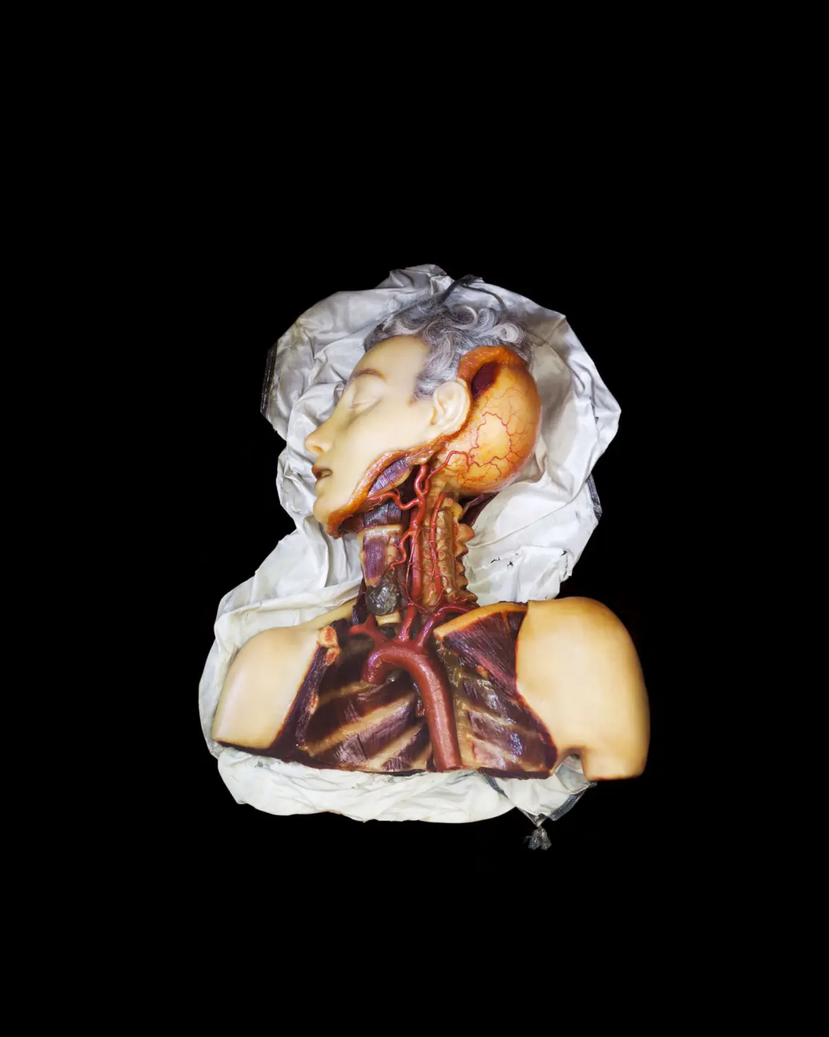 Wax model showing the blood vessels, upper and lower thyroid artery, branches of the external carotid artery and vertebral artery, for anatomical training. Made in Florence (“La Specola“), around 1781-1786. Josephinum, Collections and History of Medicine, Medical University of Vienna, Austria.