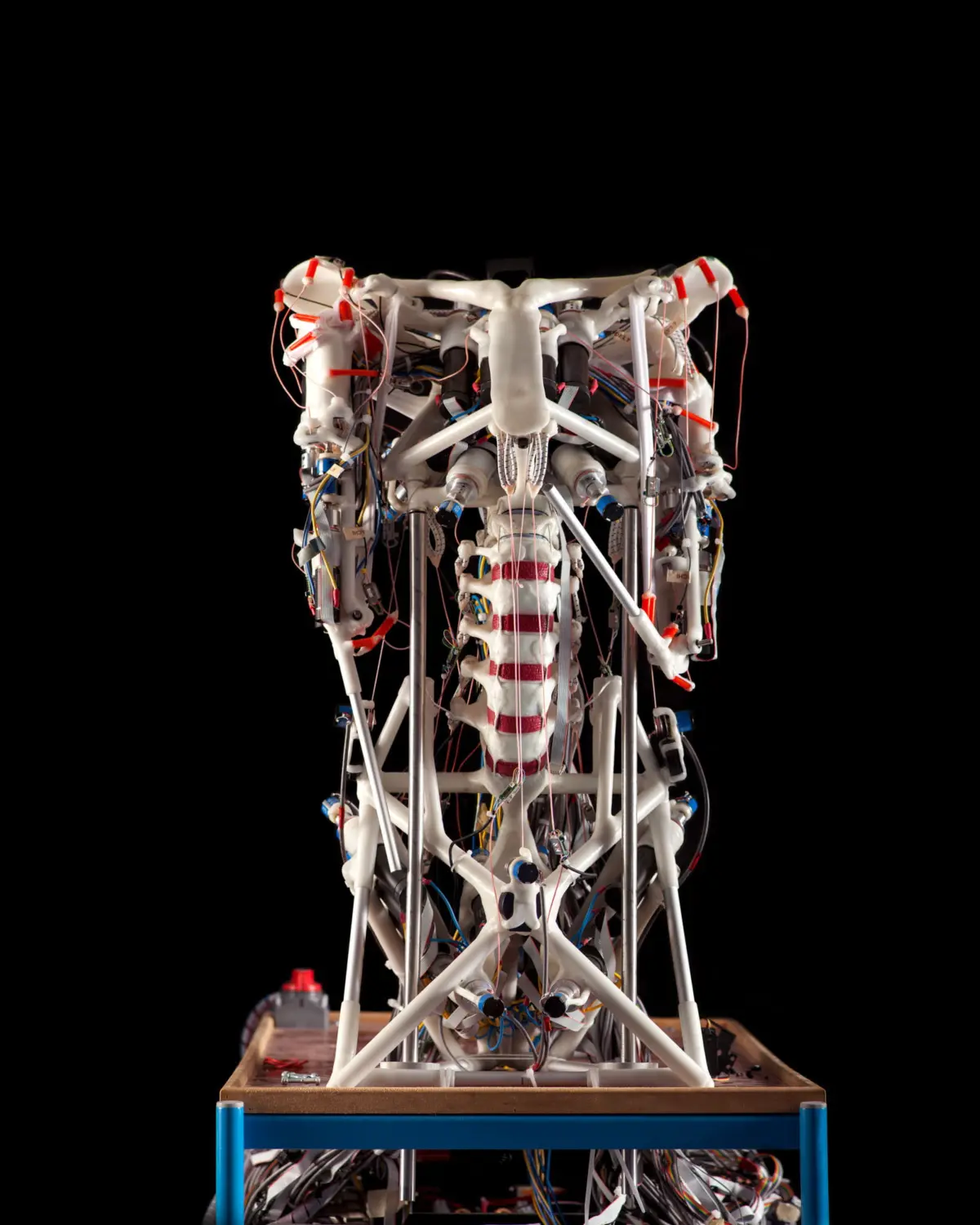 Rear view of the “ECCE2” (Embodied Cognition in a Compliantly Engineered Robot) anthropomimetic robot. This robot, one of the most famous robotic projects developed in the EU, was modeled after the human anatomy and shows how the body moves. Technical University of Munich, Department of Informatics, Robotics and Embedded Systems, Garching, Munich, Germany.