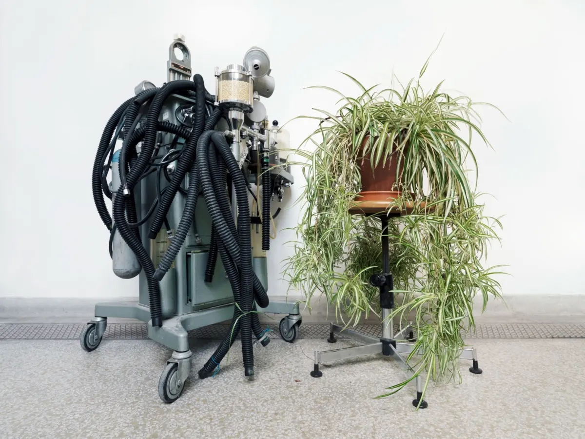 Historical medical machine and plant, uncatalogued and undated. Josephinum, Anaesthesia and Intensive Care Medicine Collection, Medical University of Vienna, Austria.