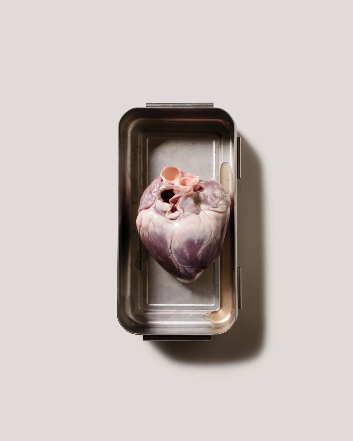 Porcine heart for in-vitro tests. A porcine heart has been obtained in the slaughter-house. Its valves and tissue will be used to be mounted in a mock circulation system to mimic the haemo-dynamic conditions in the heart or the adherent vessels. Ludwig-Boltzmann- Cluster for Cardiovascular Research, Center for Medical Physics and Biomedical Engineering, Medical University of Vienna and General Hospital Vienna, Austria.