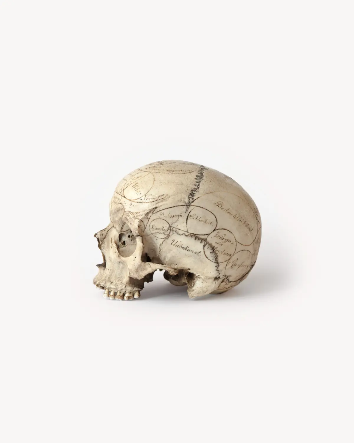 The “Gallscher Schädel“ shows the phrenology/ chranioscopy, developed by Franz Joseph Gall around 1800. Josephinum, Collections and History of Medicine, Medical University of Vienna, Austria.